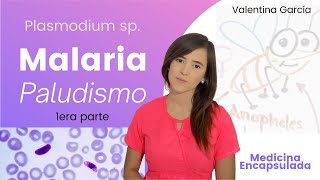 MalariaPaludismo 🦟 ciclo evolutivo del Plasmodium sp [upl. by Meilen873]