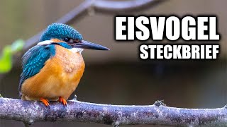 Der Eisvogel  Steckbrief Aussehen Lebensraum Stimme und mehr [upl. by Solhcin675]