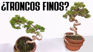 Bonsai con troncos finos  Recurso de diseño [upl. by Yrrak269]