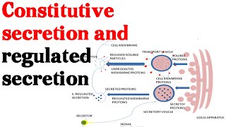 Constitutive secretion and regulated secretion  protein secretion pathway [upl. by Leandre]