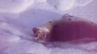 clubbing baby sealsAVI [upl. by Nawed]