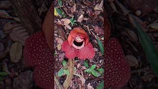 Rafflesia flower At JFC Garden View sabahtourism youtubeshorts sabah nature [upl. by Aitnyc526]