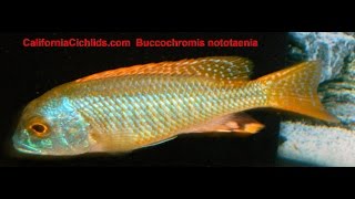 Buccochromis Nototaenia [upl. by Yeblehs]