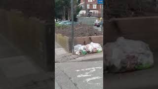 RATS on Birmingham roads due to the bin strike [upl. by Ailedamla]