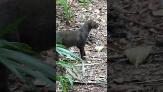 Rare Siting of Elusive Jaguarundi [upl. by Aleek]