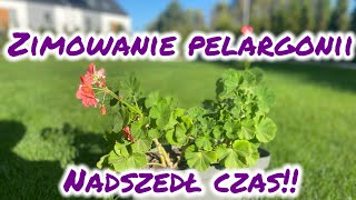 Zimowanie pelargonii  jak przezimować pelargonie [upl. by Lovash]