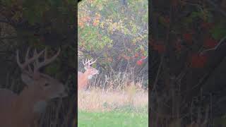 Paige almost tagged out This buck hasnt grown in 3 yearshe made the list iowa wildlife [upl. by Seibold]