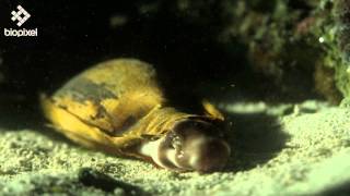 Epaulette shark [upl. by Marita335]