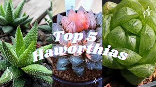 🪴Top 5 Haworthias 🪴🌵 Most beautiful succulents🌹 [upl. by Bess]