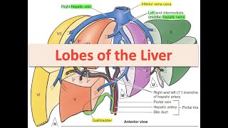 Lobes of the Liver [upl. by Karas121]