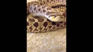 Hognose snake hiss mimics rattlesnake [upl. by Naiva]