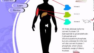 Glycolysis [upl. by Cletus]