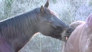 Horses playing and annoying each other [upl. by Kinelski]