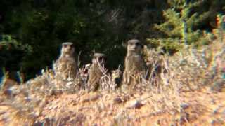 Meerkats at Buffelsdrift [upl. by Darcie]