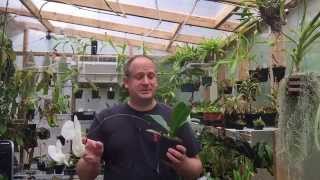 PHALAENOPSIS ORCHID CARE HOW TO RE BLOOM PHALAENOPSIS OFF OLD FLOWER SPIKES [upl. by Eedrahc]