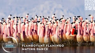 Flamboyant Flamingo Mating Dance 🦩 Planet Earth A Celebration  BBC America [upl. by Allix]