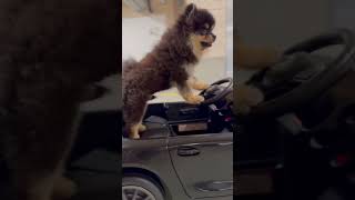 Cutest Pomeranian Puppy Willy drives his new Mercedes AMG GT R [upl. by Adlai449]