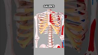 Professor to Father of modern Anatomy  Andreas Vesalius facts education shorts [upl. by Timrek]