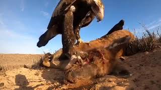 Australian Wedge Tailed Eagle eating a dead Kangaroo [upl. by Euphemiah]