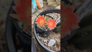 Lobivia Flower echinopsis cacti plants garden gardening [upl. by Eicyak]