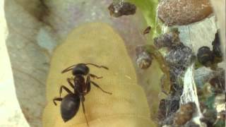 Myrmecophily  Lasius niger attrackted by a caterpillar of Iolana iolas [upl. by Blain642]