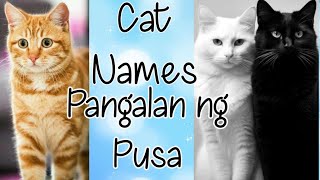 Pangalan ng Pusa [upl. by Nytsirhc]