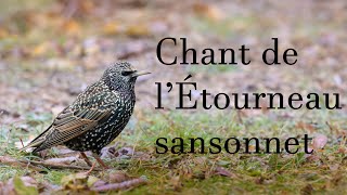 Chant de létourneau sansonnet  Song of the starling [upl. by Ladnyc480]