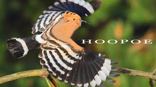 Bird sounds  Eurasian Hoopoe call [upl. by Letrice]