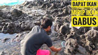 Berburu ikan hias air laut di celah batu karang pantai pererenan pulau bali [upl. by Mikihisa658]