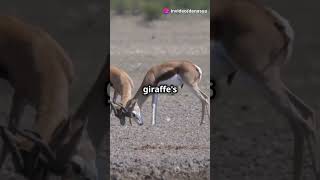 Did You Know This About Antelopes animals facts antelopes [upl. by Denn188]