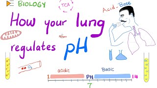 Respiratory Acidosis and Alkalosis  pH  ABG  Respiratory System  Physiology and Chemistry [upl. by Erdnael269]