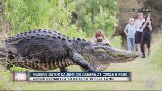 Only in Florida Video of HUGE gator in Lakeland goes viral [upl. by Saltsman]