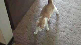 Lumpy a feral cat with cerebellar hypoplasia shows how he walks [upl. by Ah]