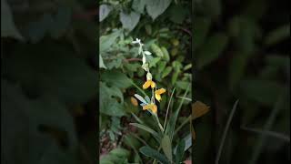 Crotalaria juncea L Fabaceae family nature flowers flora garden flower gardenflower forest [upl. by Aeet578]