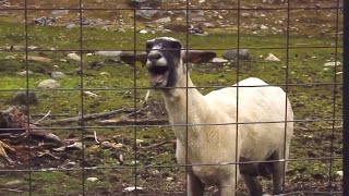 Goats Screaming [upl. by Launce664]