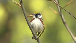 Chestnutsided Warbler [upl. by Fidel]