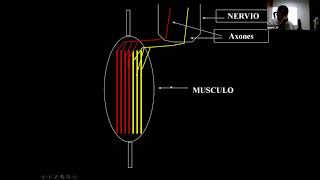 Fisiología Muscular [upl. by Lladnyk666]