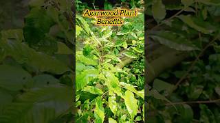 Agarwood Plant Benefits Everything You Need to Knowshorts [upl. by Ratha815]