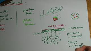 AQA GCSE Biology B4 part III  xylem and phloem [upl. by Carmelle790]