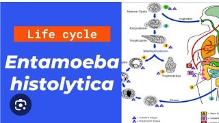 Entamoeba histolytica life cycle in just 20 minutes [upl. by Ueihttam]