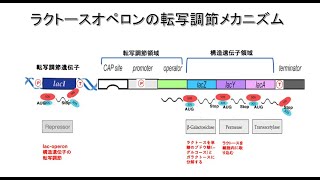 ラクトースオペロンLacoperonの転写調節のメカニズム [upl. by Lleroj]