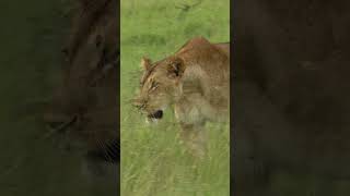 lion panthera leo female stalking right beside c 2023 08 03 19 49 29 utc 1 [upl. by Utter]