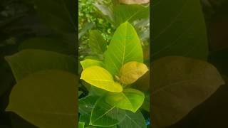 Fresh Banyan leaves nature plants short [upl. by Harrietta592]