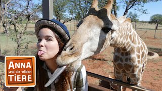 Die Zunge der Giraffe  Reportage für Kinder  Anna und die wilden Tiere [upl. by Cuthburt]