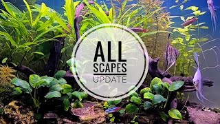 ALL TANKS UPDATE  Fishy VLogs w Mr Po [upl. by Adnohsor]