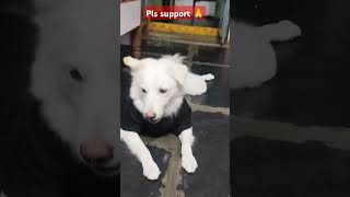 My dog videos dayachesi support cheyandi 🙏shorts ytshorts pets dog trending viralvideo cute [upl. by Ahsed]