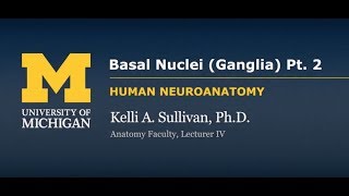 Nervous System Motor Systems  Basal Ganglia pt 2 [upl. by Cailean]