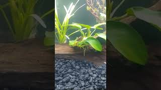 anubias plant on driftwood [upl. by Eilyab]