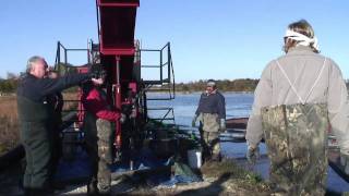 The fruit that floats A look at harvesting cranberries Delaware Online News Video [upl. by Wenona631]