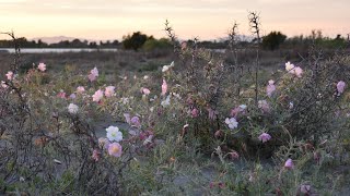 Tweakers and EveningPrimroses of Antioch California [upl. by Nanine]